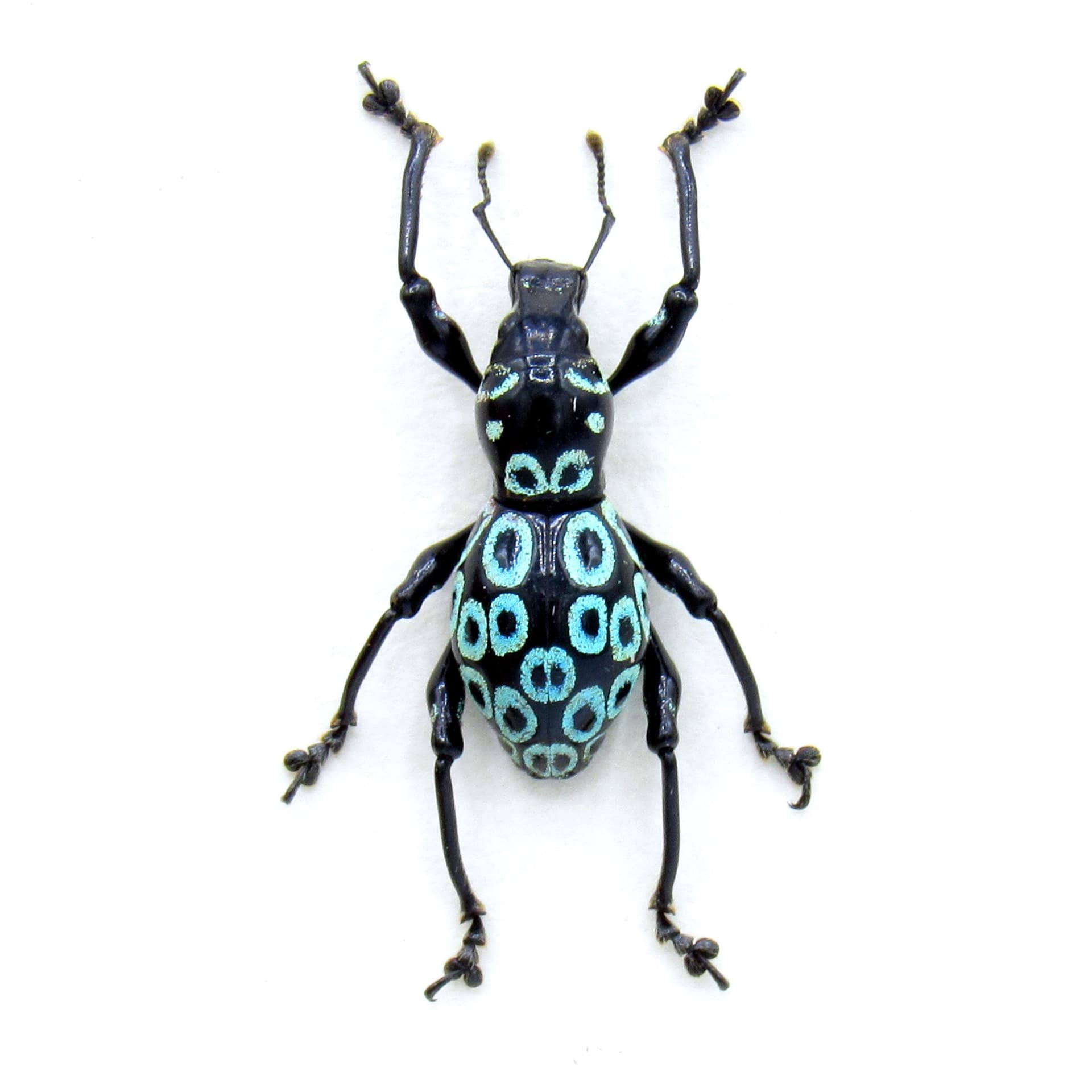 WEEVIL MANIA - Real blue beetle framed - Pachyrhynchus ocellatus