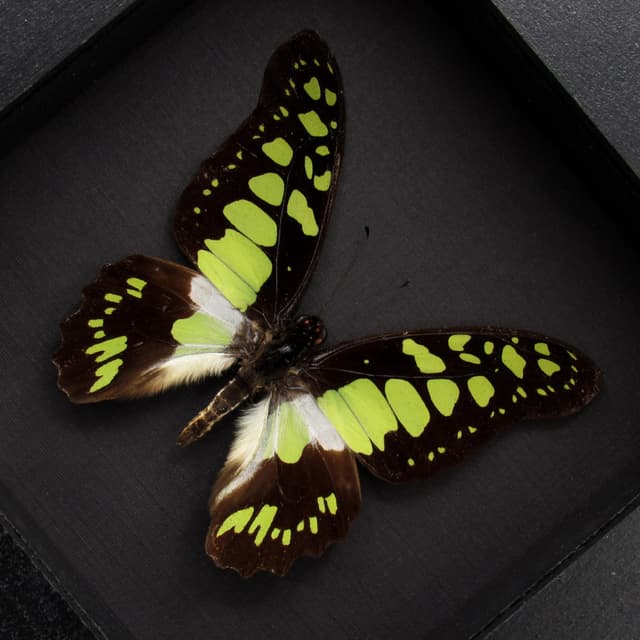 Real Electric Green Swordtail butterfly framed taxidermy - Graphium tynderaeus