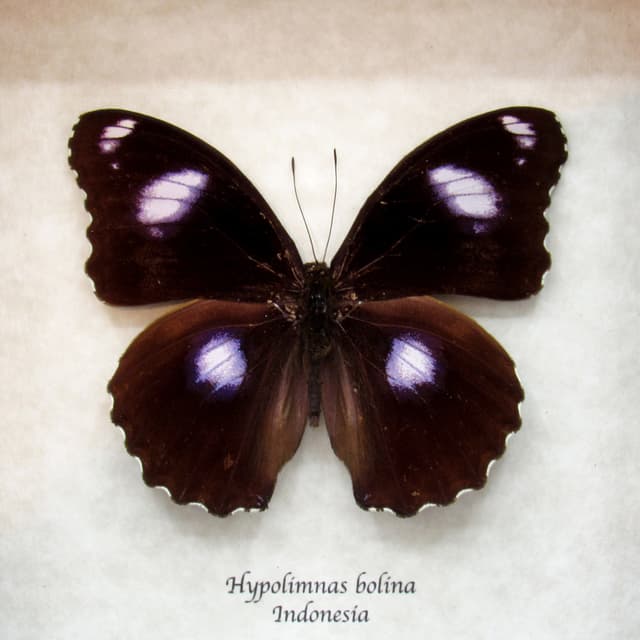 Real Great Eggfly butterfly framed taxidermy - Hypolimnas bolina