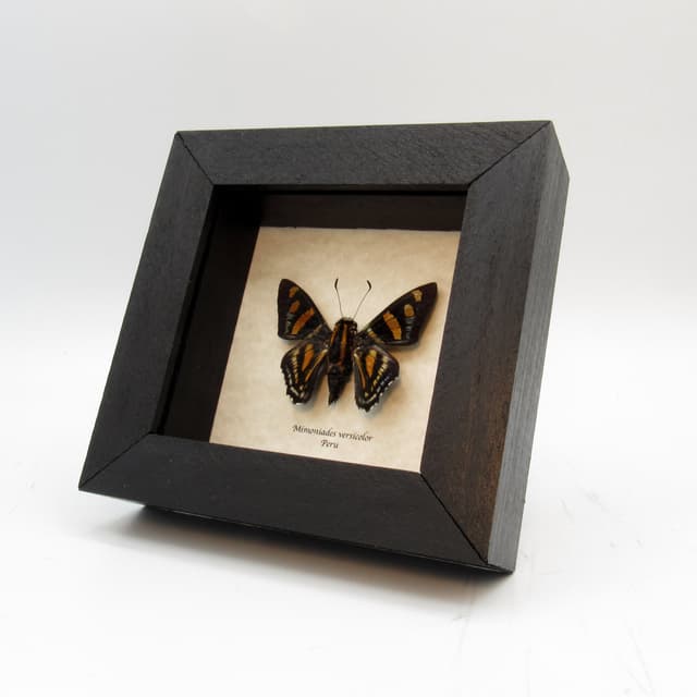 Real Versicolor Skipper butterfly framed taxidermy - Mimoniades versicolor
