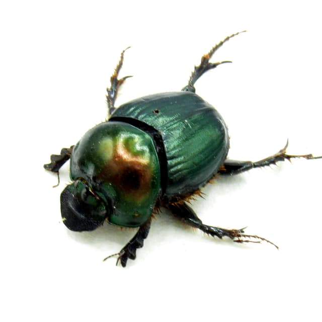 Real green dung beetle framed taxidermy - Helictopleurus giganteus - female