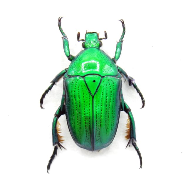Real framed green flower beetle taxidermy specimen- Euchloropus laetus