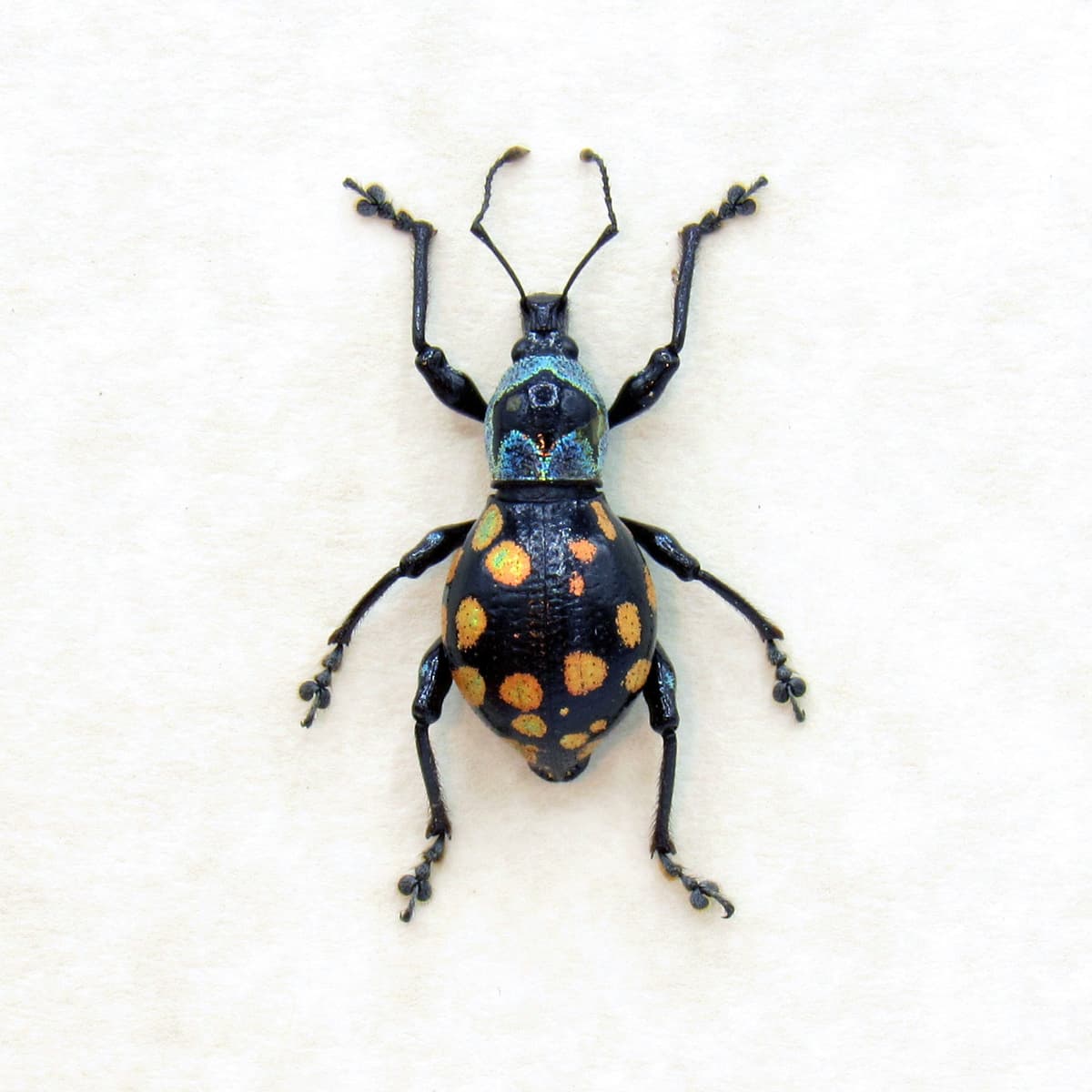 WEEVIL MANIA - Real metallic beetle framed taxidermy - Metapocyrtus species