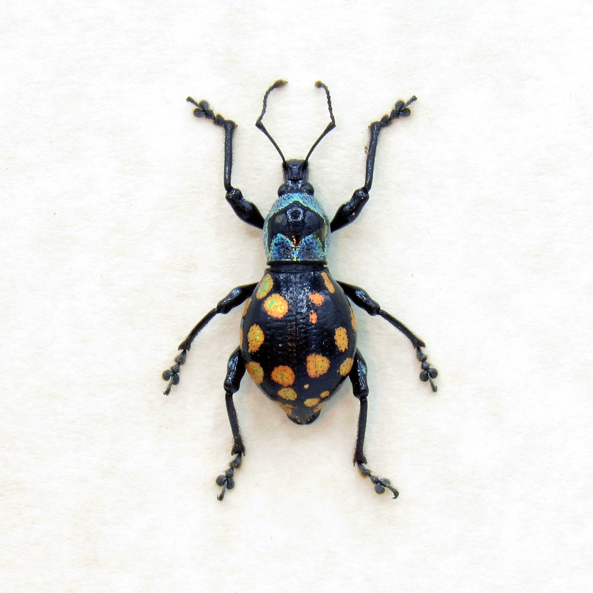 WEEVIL MANIA - Real metallic beetle framed taxidermy - Metapocyrtus species