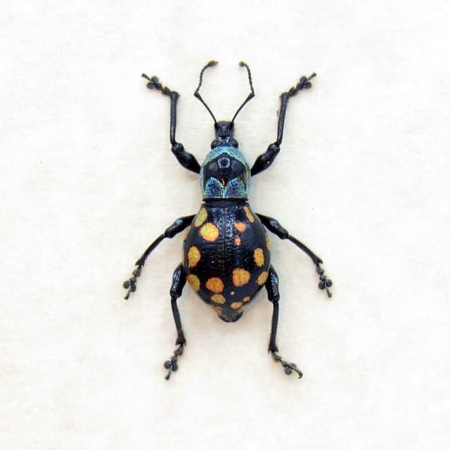 WEEVIL MANIA - Real metallic beetle framed taxidermy - Metapocyrtus species