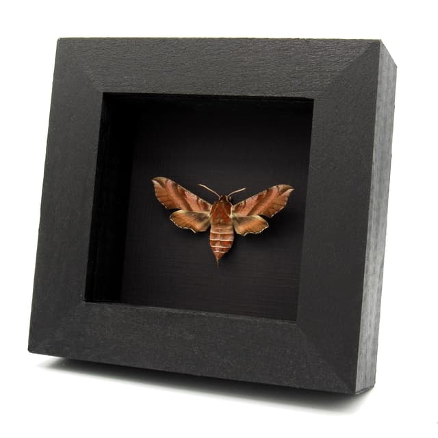 Rare Hawk-moth framed specimen - Deilephila askoldensis - female