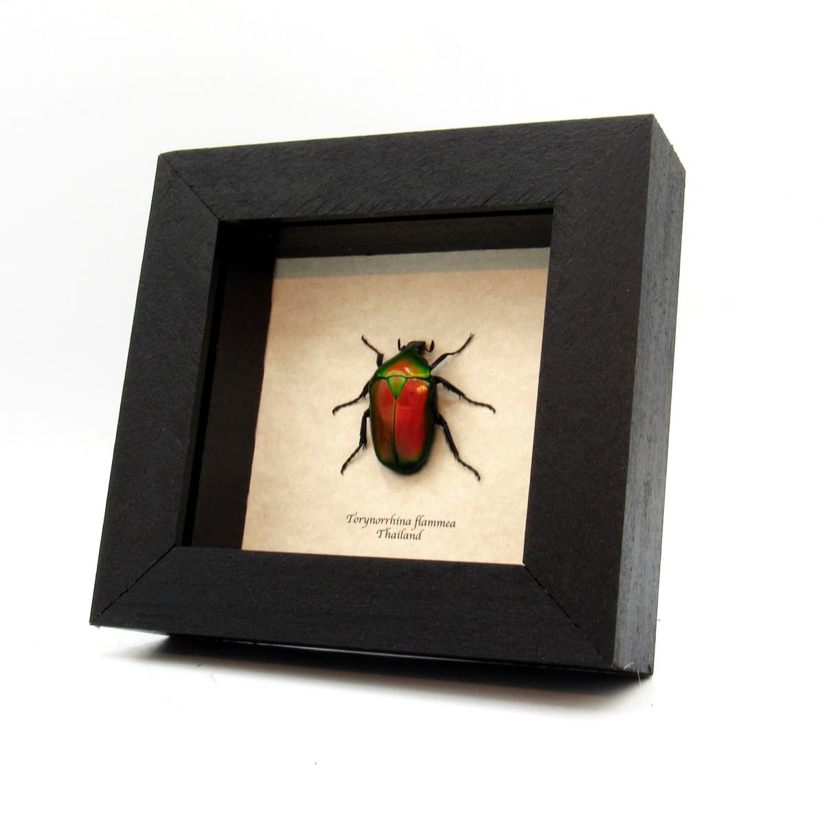 Real red Scarab beetle framed taxidermy - Torynorrhina flammea
