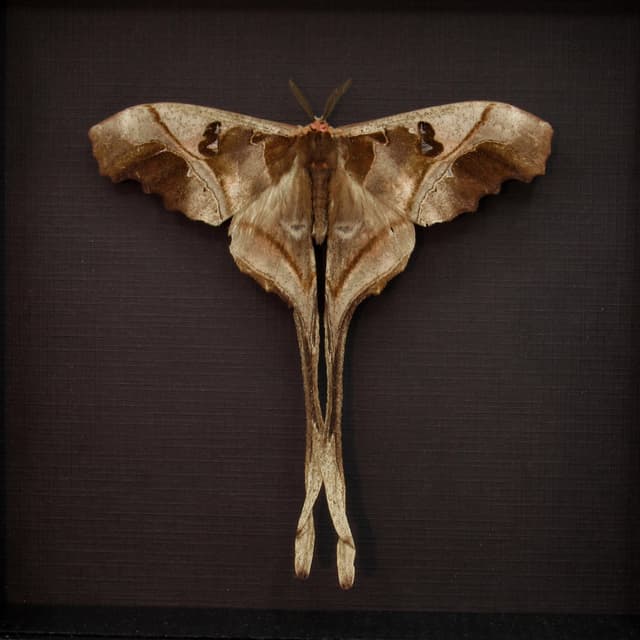 Rare Saturn moth framed taxidermy - Copiopteryx sonthonnaxi - Victorian mount
