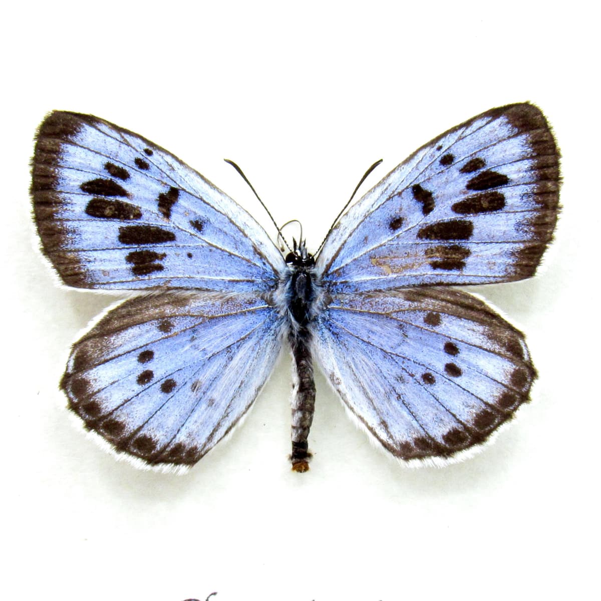 Rare Carnivorous Large Blue butterfly framed taxidermy - Phengaris arion