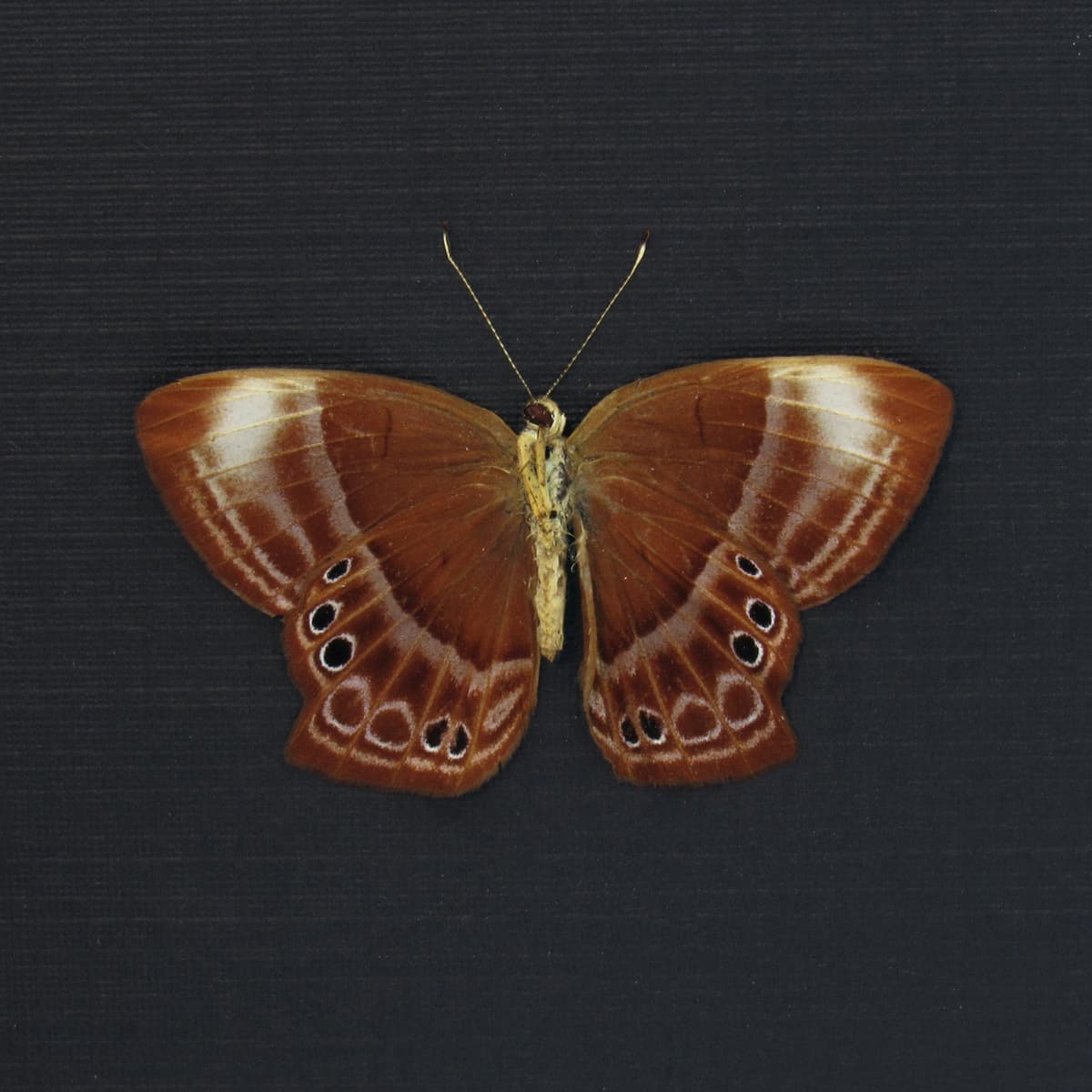 Real Malaysian Plum Judy butterfly framed taxidermy - Abisara echerius - Victorian mount