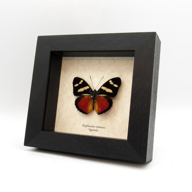 Rare Equatorial Mimic Forester butterfly framed taxidermy - Euphaedra imitans