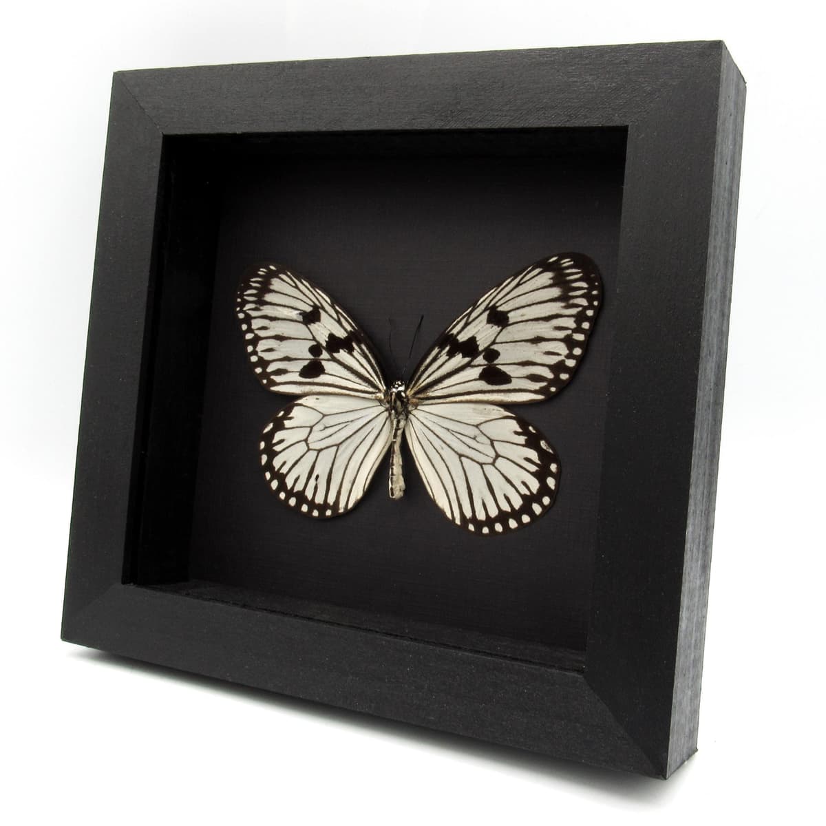 Real white Rice Wing butterfly framed taxidermy - Idea durvillei theia
