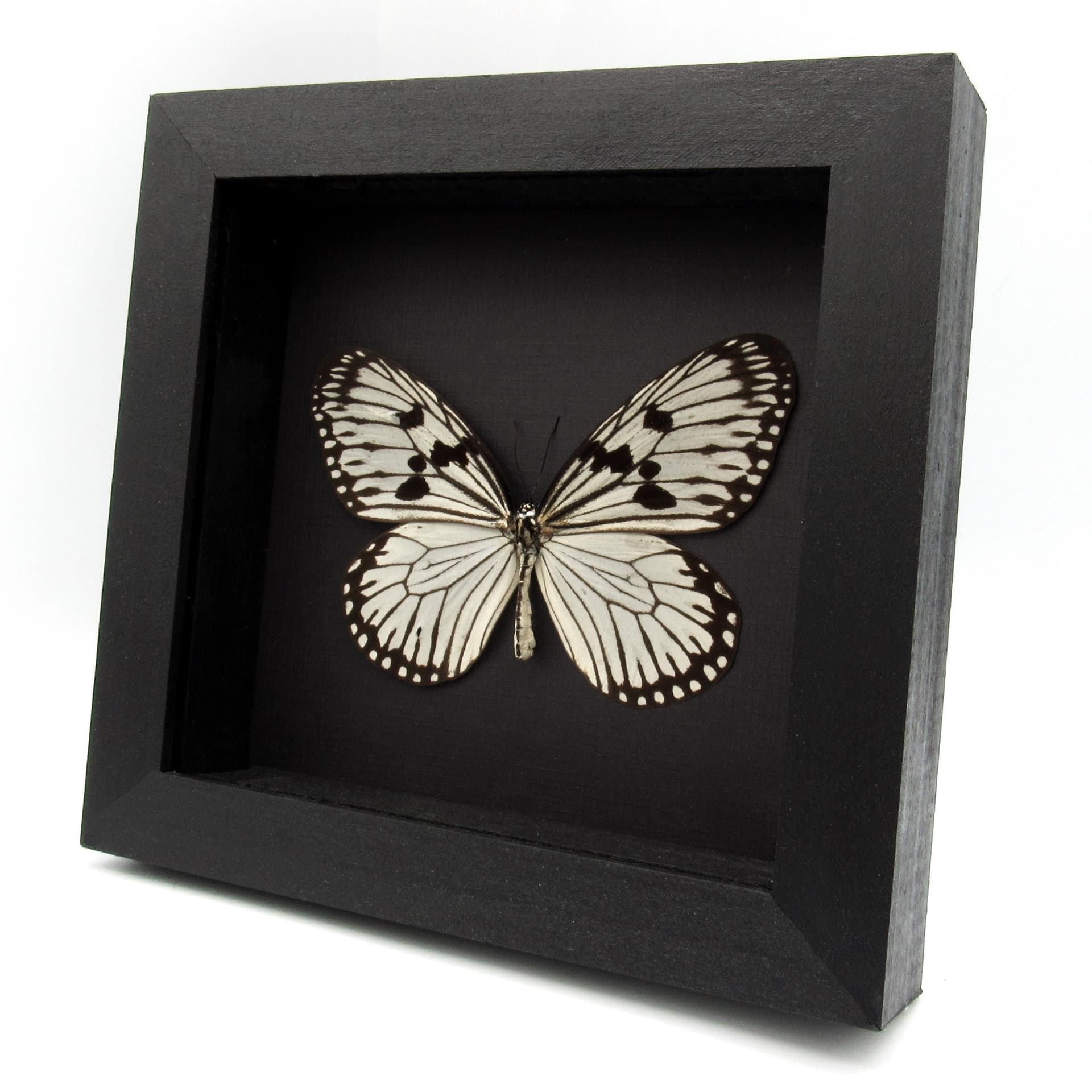 Real white Rice Wing butterfly framed taxidermy - Idea durvillei theia