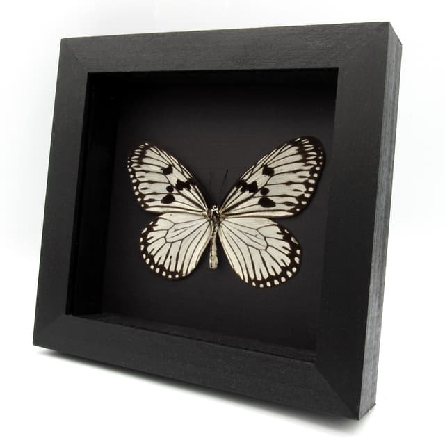 Real white Rice Wing butterfly framed taxidermy - Idea durvillei theia