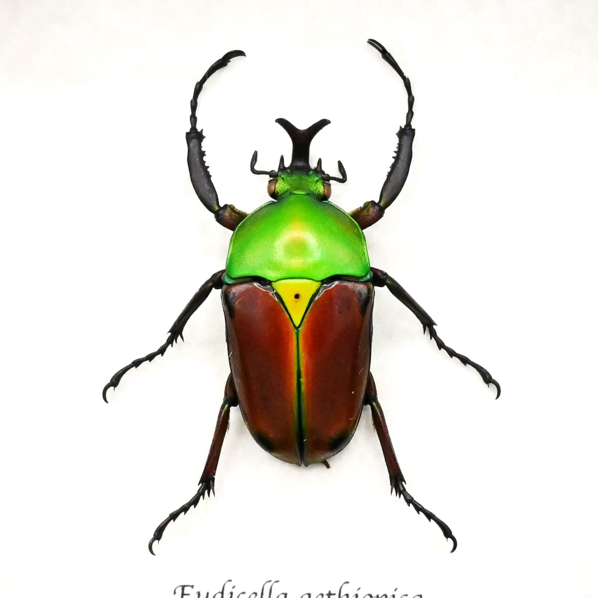 Rare red Scarab beetle framed taxidermy - Eudicella aethiopica