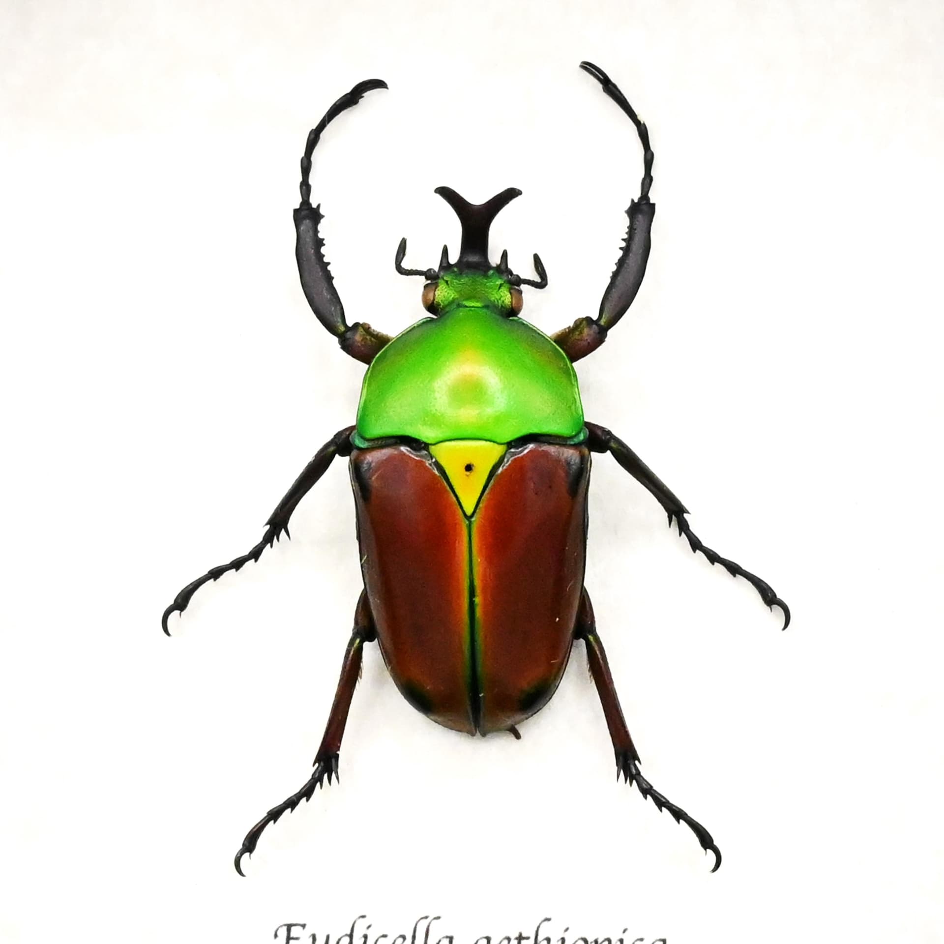 Rare red Scarab beetle framed taxidermy - Eudicella aethiopica