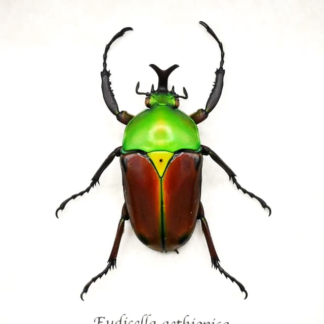 Rare red Scarab beetle framed taxidermy - Eudicella aethiopica