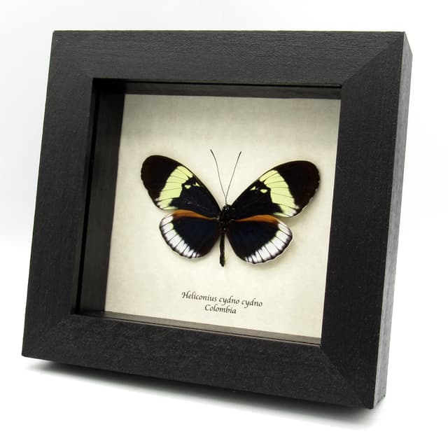 Real blue longwing framed taxidermy butterfly - Heliconius cydno cydno