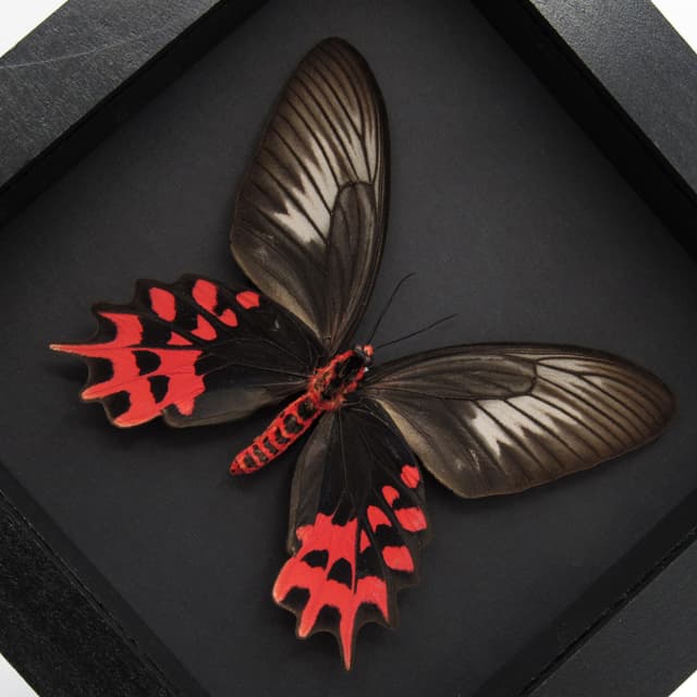 Real XL Vampire butterfly framed taxidermy - Atrophaneura semperi albofasciata - female