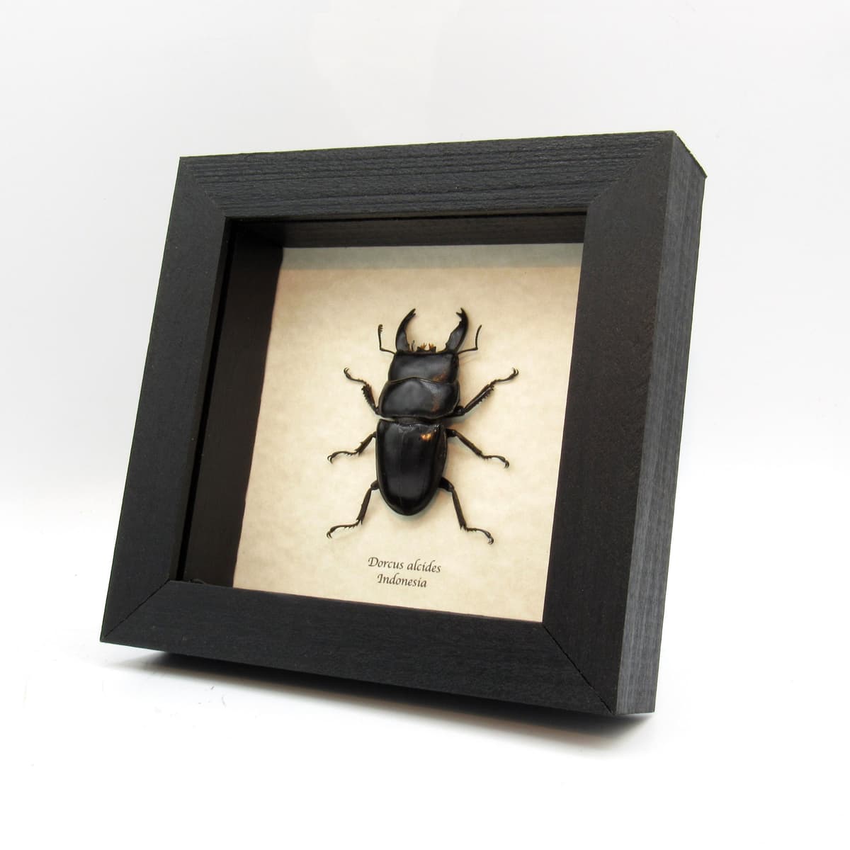 Real black Stag beetle framed taxidermy - Dorcus alcides