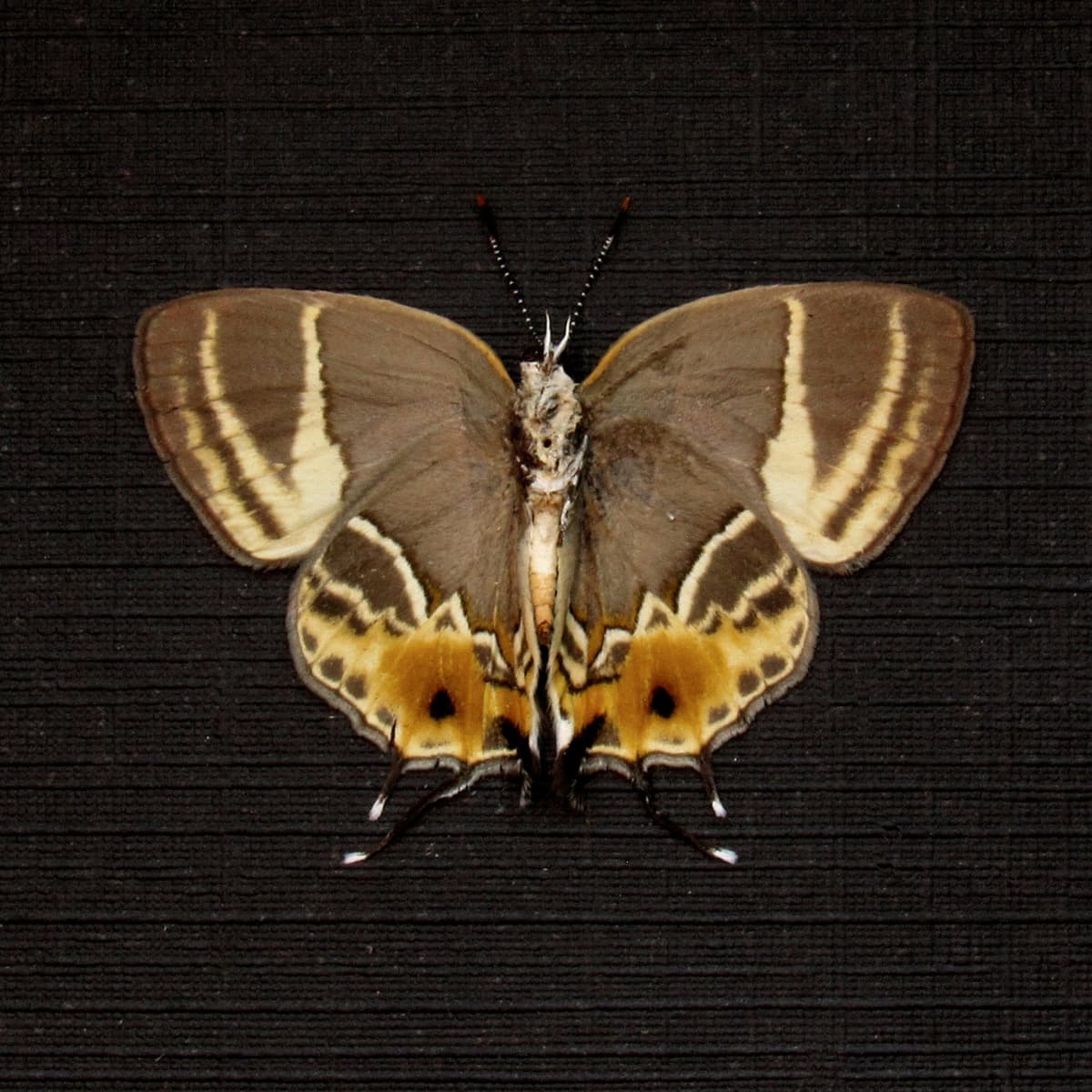 Rare tiny Hairstreak butterfly framed taxidermy - Terenthina terentia - female - Victorian mount