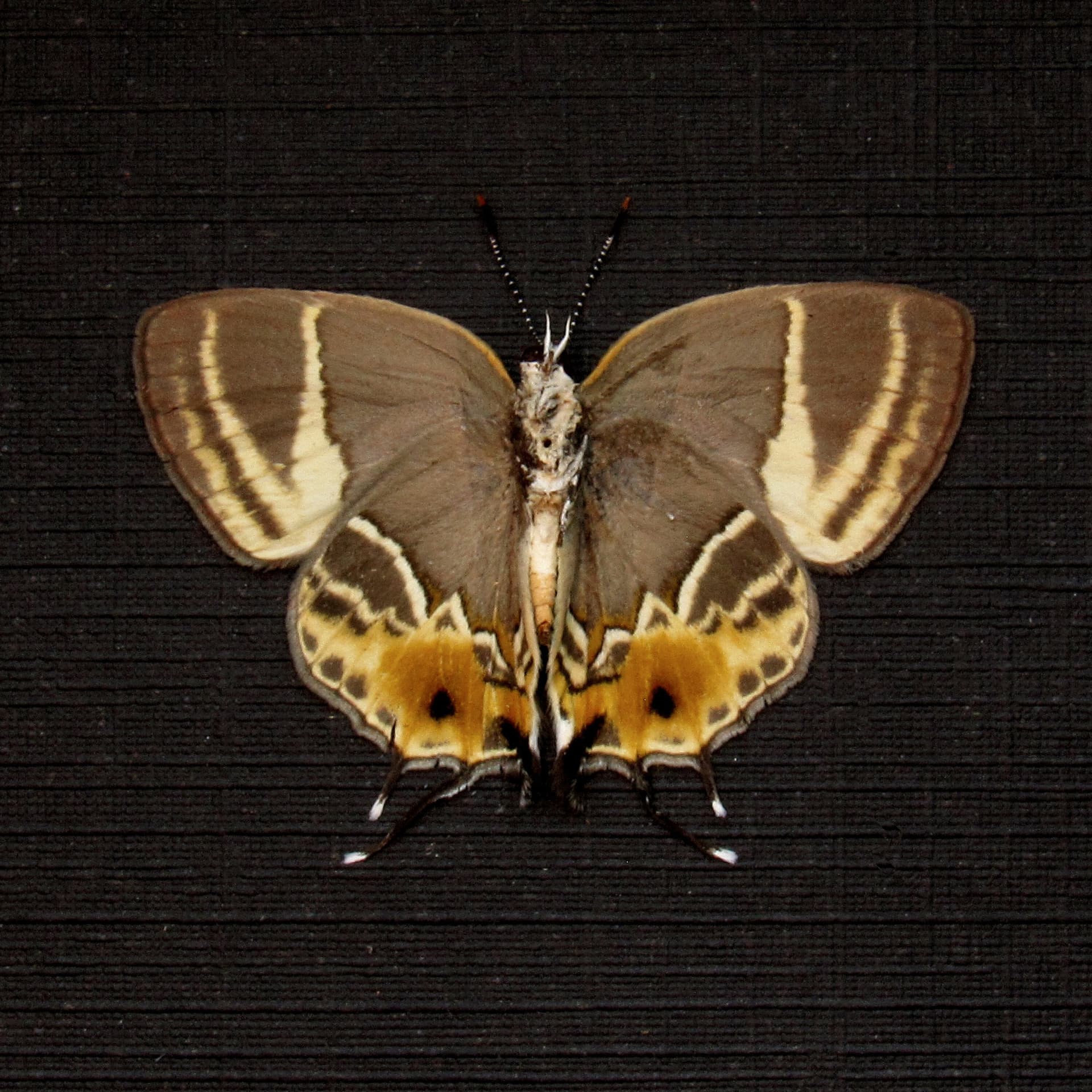 Rare tiny Hairstreak butterfly framed taxidermy - Terenthina terentia - female - Victorian mount