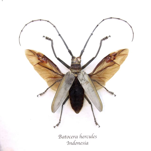 Rare large Long Horn beetle framed taxidermy - Batocera hercules