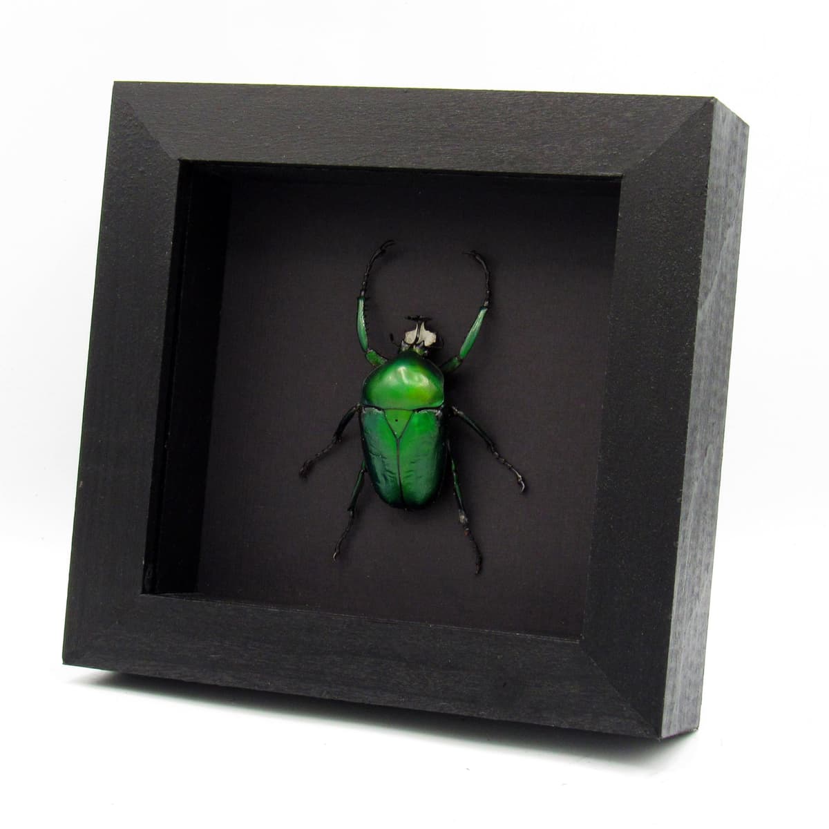 Large green metallic Scarab beetle framed - Dicronorhina derbyana oberthuri