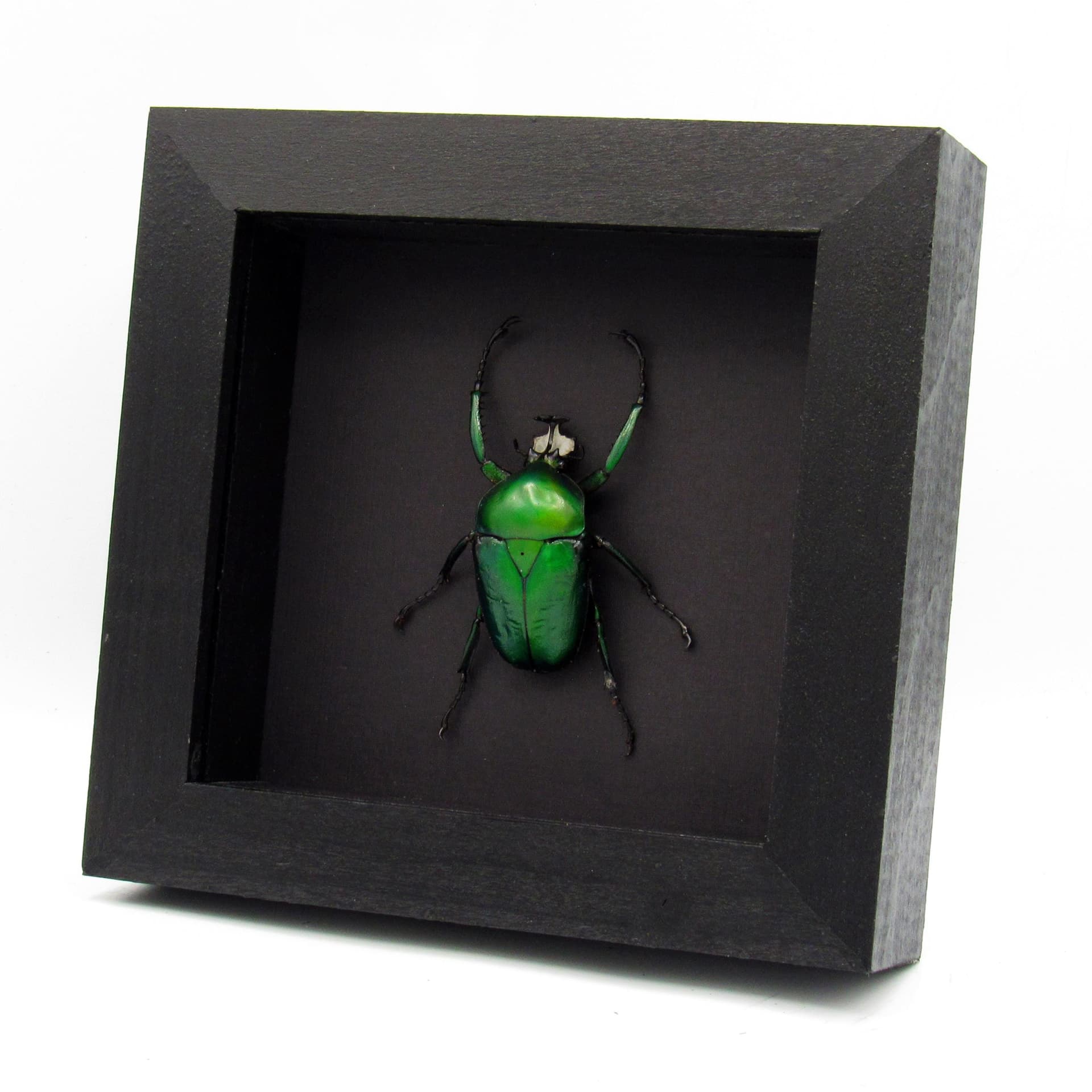 Large green metallic Scarab beetle framed - Dicronorhina derbyana oberthuri