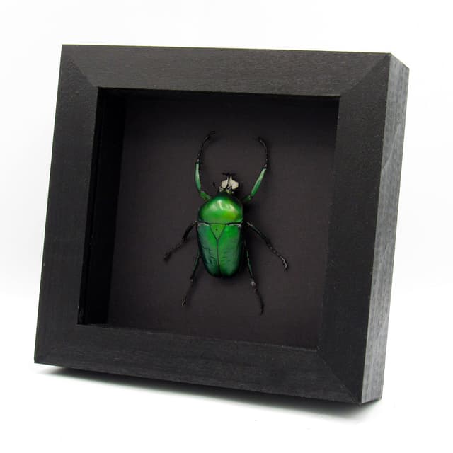 Large green metallic Scarab beetle framed - Dicronorhina derbyana oberthuri