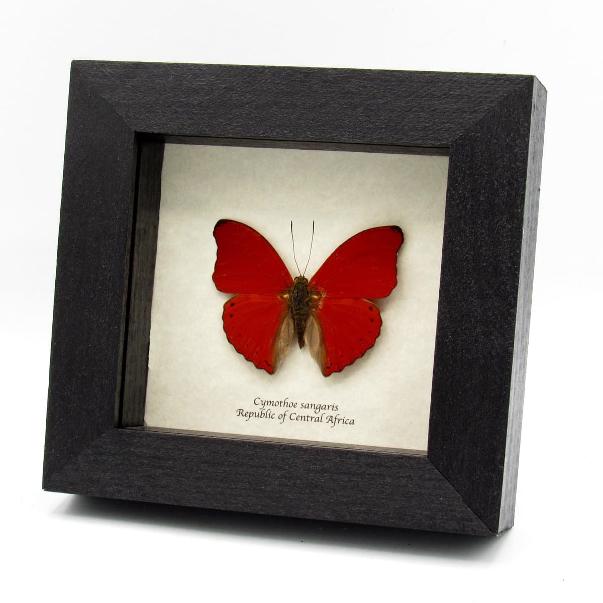 Real Red Glider butterfly framed taxidermy - Cymothoe sangaris