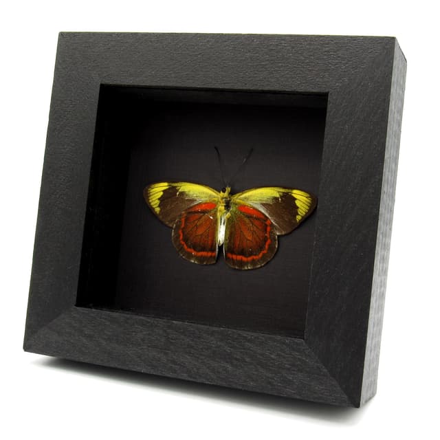 Rare red Delias butterfly framed taxidermy - Delias duris - Victorian mount