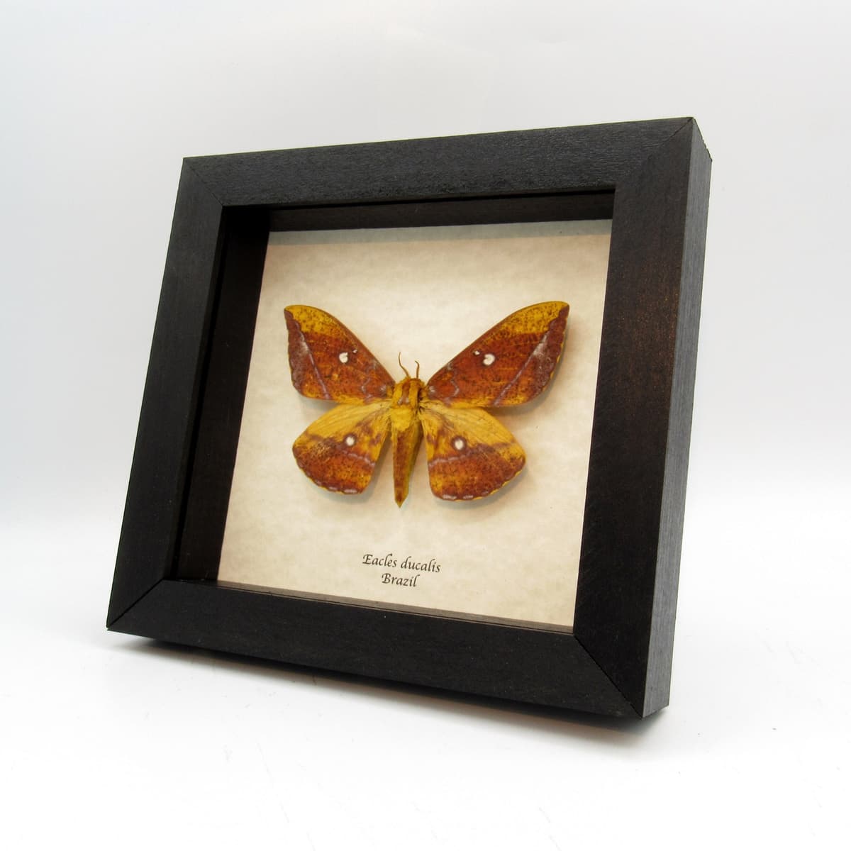 Rare Saturn moth framed taxidermy - Eacles ducalis
