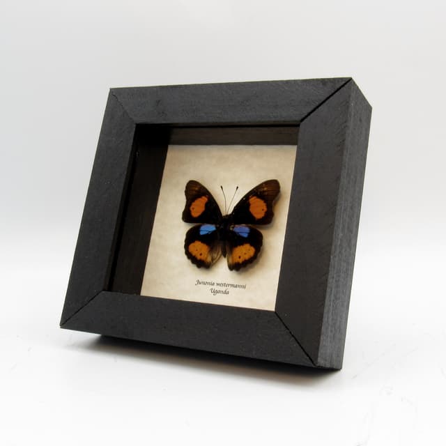 Real Blue Spot Pansy butterfly framed taxidermy - Junonia westermanni