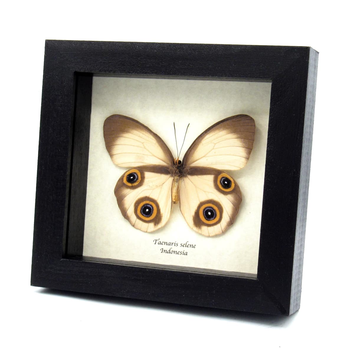 Rare Owl butterfly framed taxidermy - Taenaris selene - large female