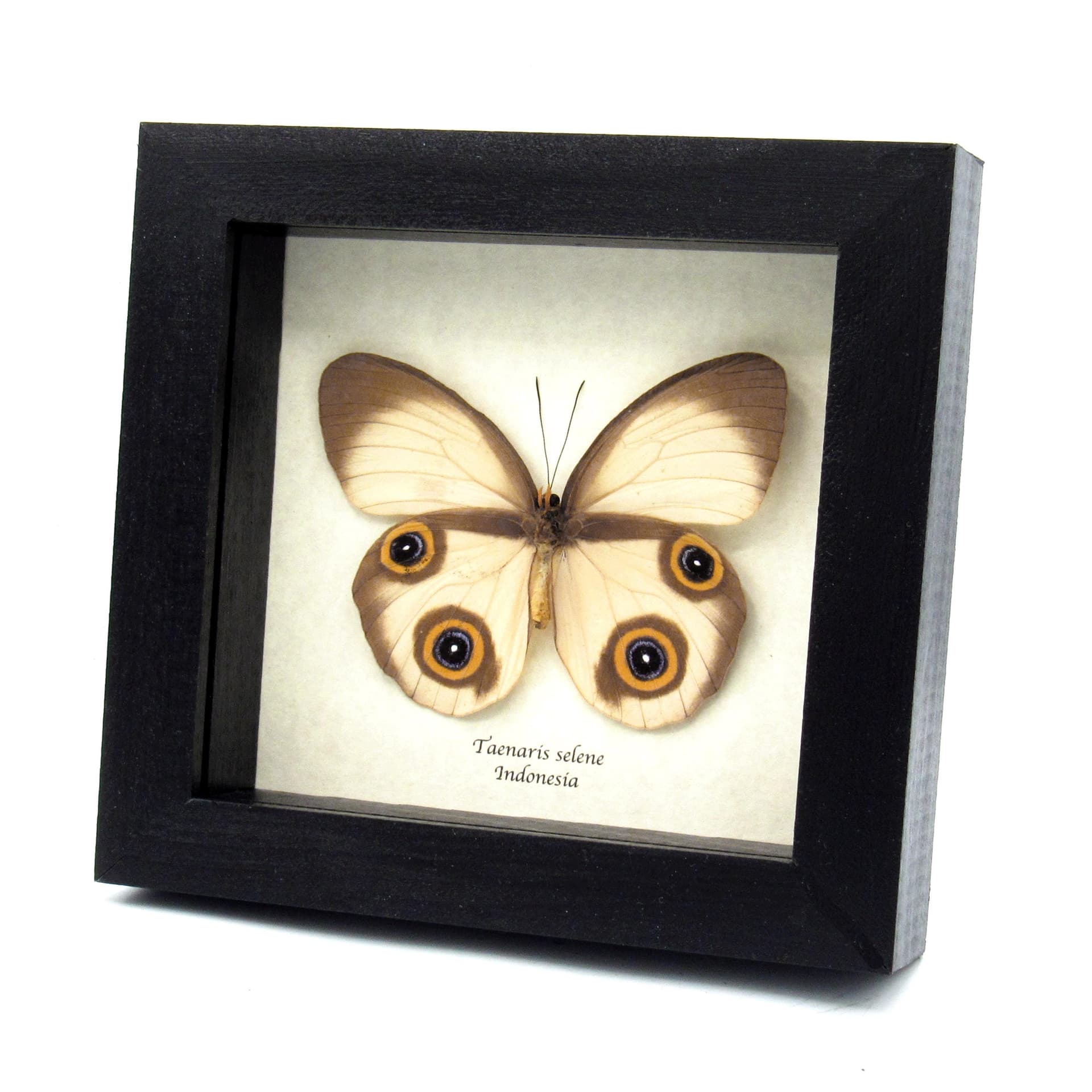 Rare Owl butterfly framed taxidermy - Taenaris selene - large female