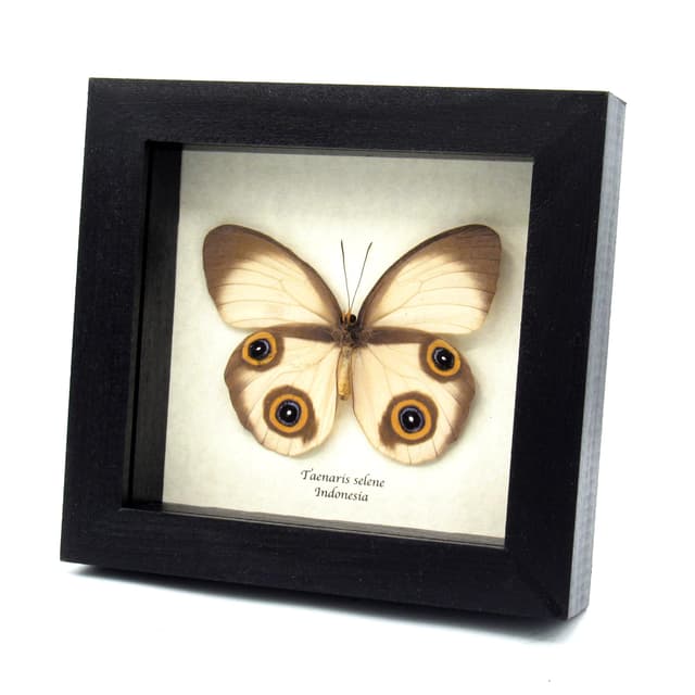 Rare Owl butterfly framed taxidermy - Taenaris selene - large female