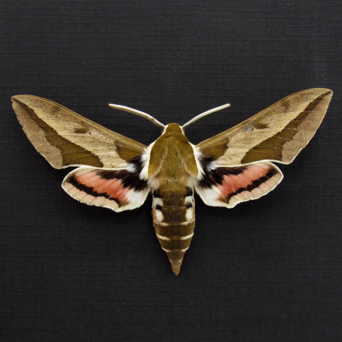 Real Spurge Hawk-moth framed taxidermy - Hyles euphorbiae