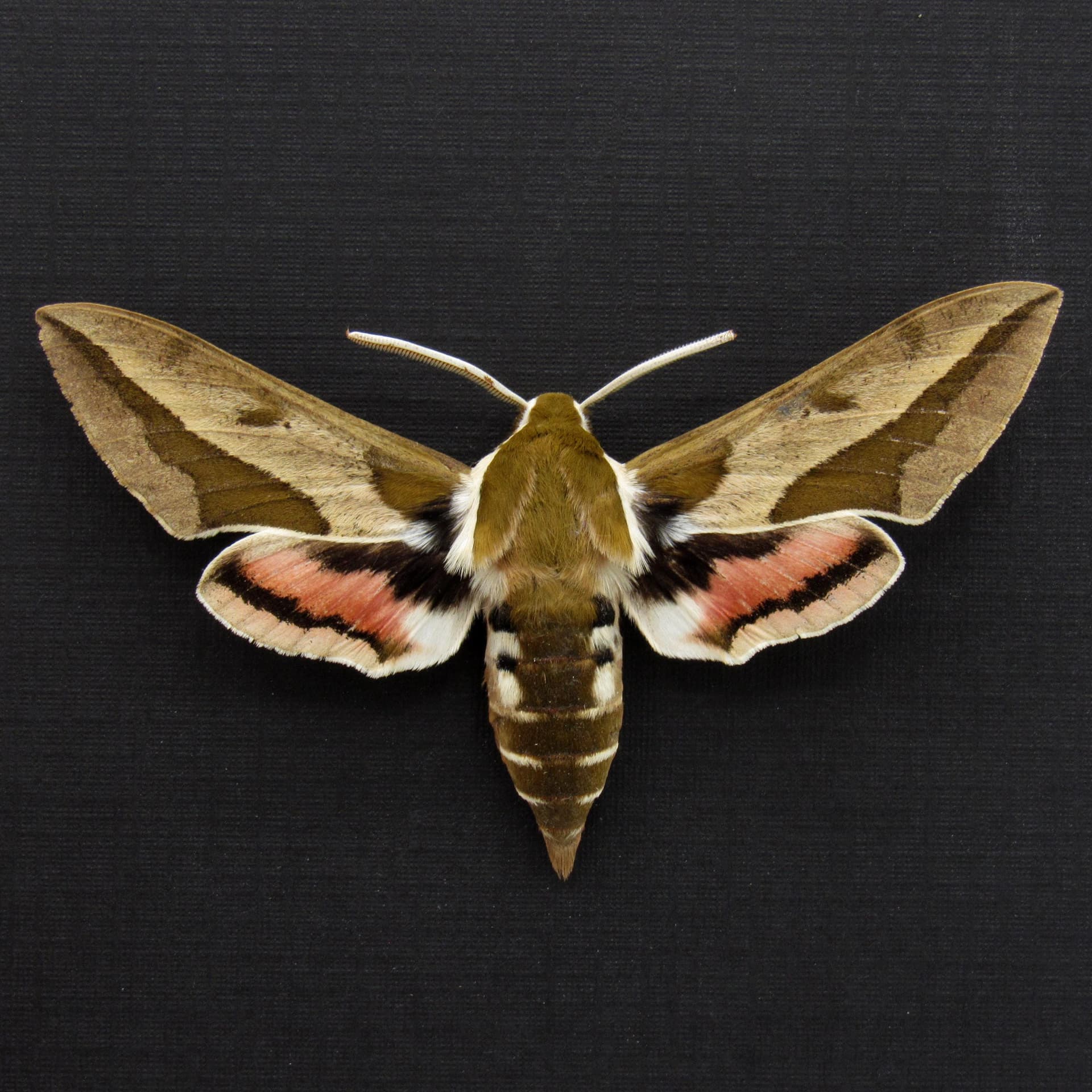 Real Spurge Hawk-moth framed taxidermy - Hyles euphorbiae
