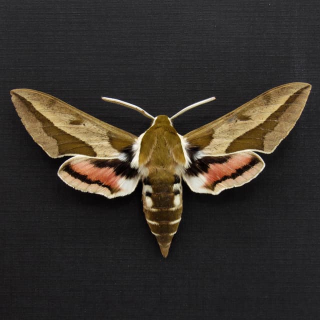 Real Spurge Hawk-moth framed taxidermy - Hyles euphorbiae