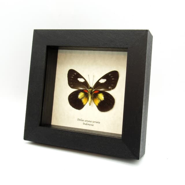 Rare Black Delias butterfly framed taxidermy - Delias aruna seriata - female