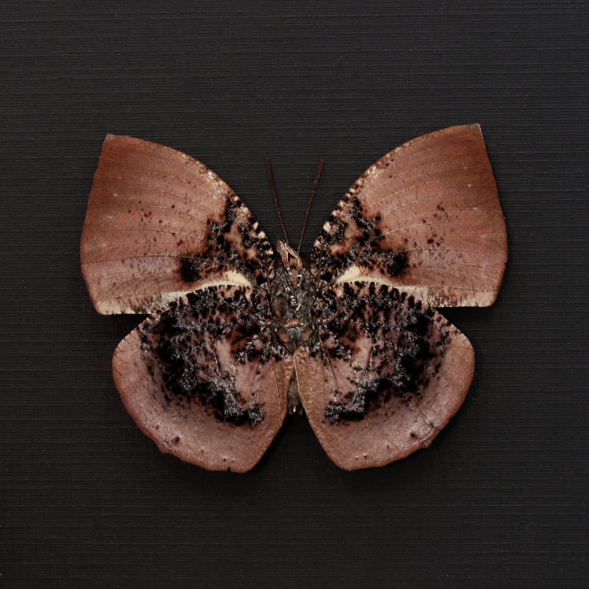 Rare rose butterfly framed taxidermy - Anaea anna