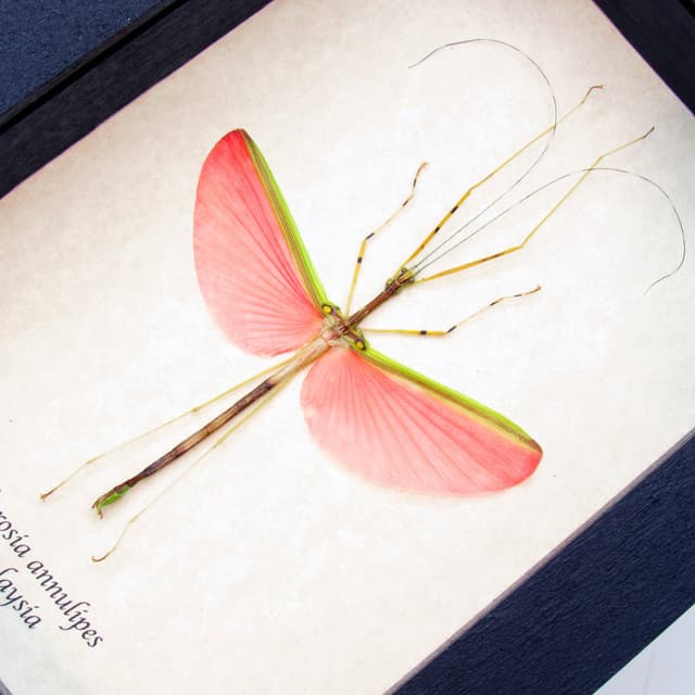 Real pink stick bug framed taxidermy - Necrosia annulipes