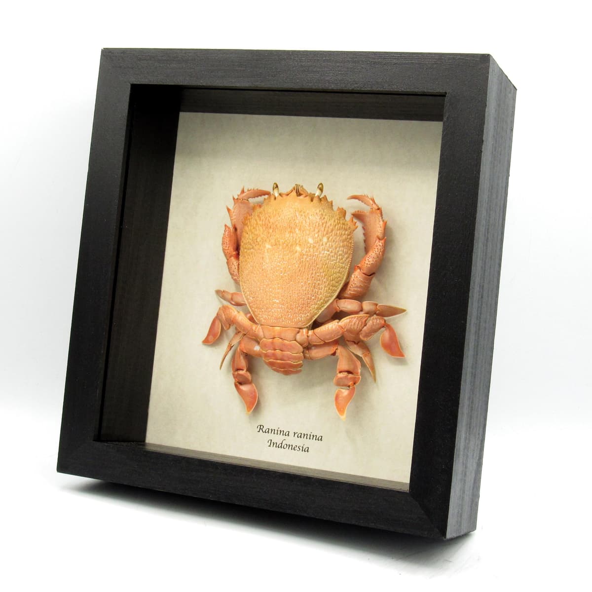 Real Red Frog Spanner Crab framed taxidermy - Ranina ranina