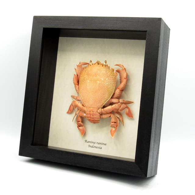 Real Red Frog Spanner Crab framed taxidermy - Ranina ranina