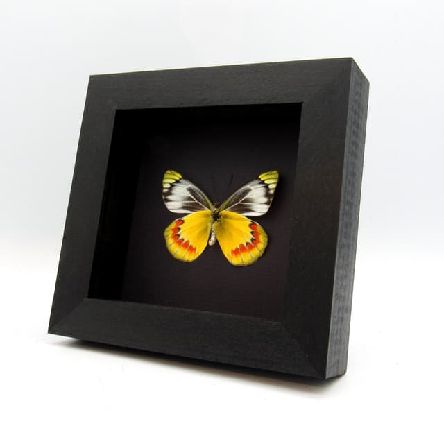 Real yellow Delias butterfly framed taxidermy - Delias sambawana