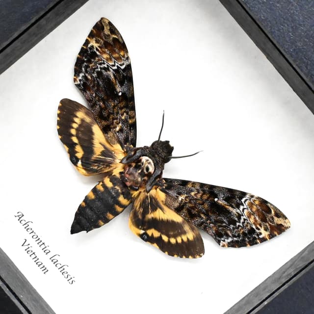Real XL Deaths Head moth framed taxidermy - Acherontia lachesis - female