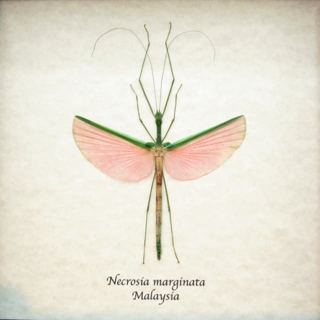 Real pink stick bug framed taxidermy - Necrosia marginata - female