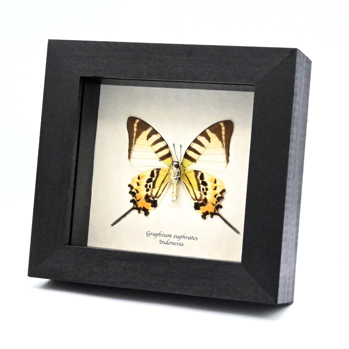 Real Euphrates Swordtail butterfly framed taxidermy - Graphium euphrates