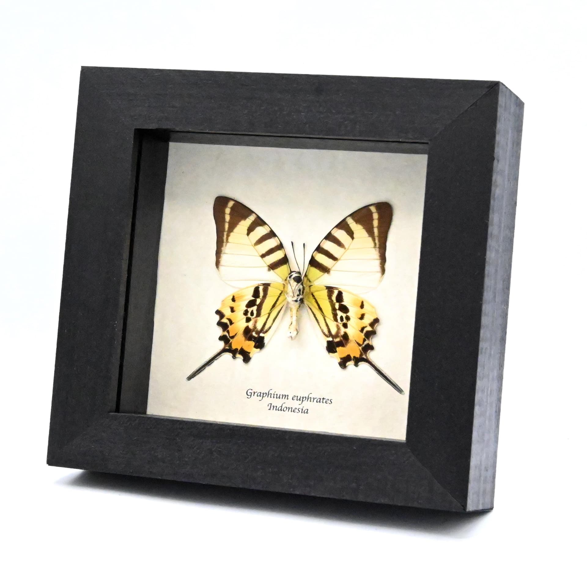 Real Euphrates Swordtail butterfly framed taxidermy - Graphium euphrates